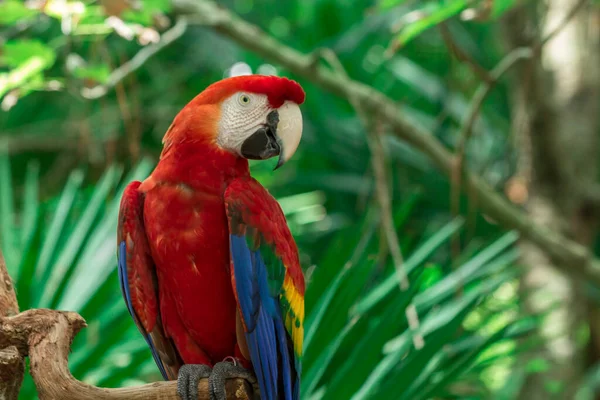 Retrato Papagaio Ara Colorido Pousando Ramo Floresta Vida Selvagem — Fotografia de Stock