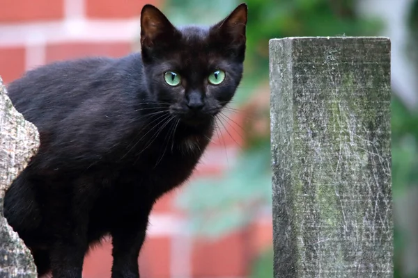 フェンスの上に座ってカメラを見ている緑の目を持つボンベイの黒い猫のクローズアップショット — ストック写真