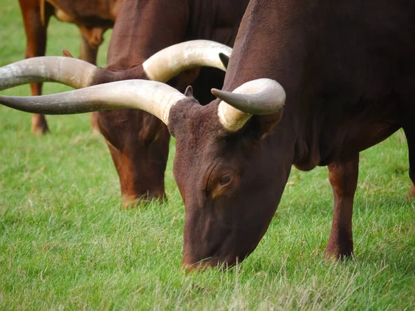 Close Maior Touro Mundo Watussi Pastoreando Campo — Fotografia de Stock