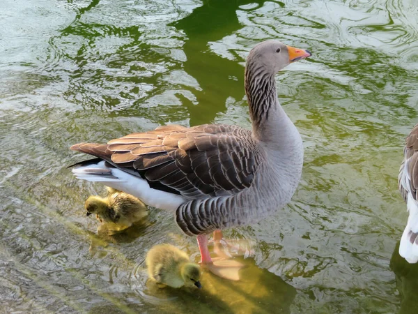 Ganso Greylag Anser Anser Adultos Polluelos Patitos Agua — Foto de Stock