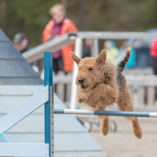 Airedale Terrier Saute Par Dessus Obstacle Dans Une Compétition Agilité — Photo