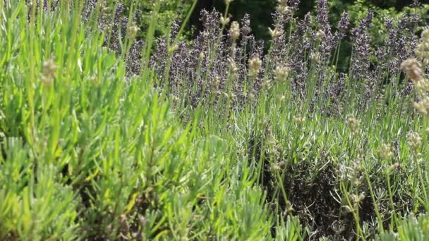 Green Grass Small Bush Which Grow Garden Note Shallow Depth — Stock Video