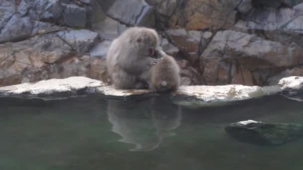 岩の上でかわいい赤ちゃん猿のクローズアップショット — ストック動画