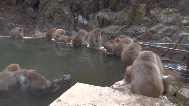 Japonská Makaka Zoo — Stock video