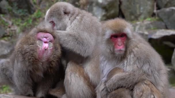 Macacos Japoneses Zoológico — Vídeo de Stock