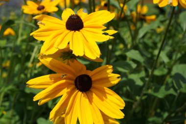 A closeup of beautiful yellow coneflowers outdoors during daylight clipart