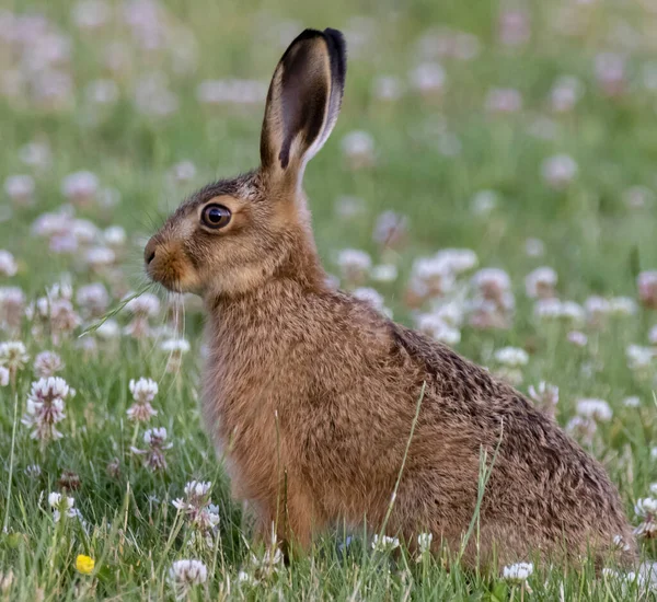 Morbido Adorabile Coniglio Bruno Sul Campo Erboso Natura — Foto Stock