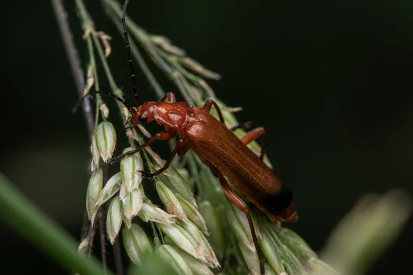 Closeup Shot Big Brown Bug Leaf — Stock Photo, Image