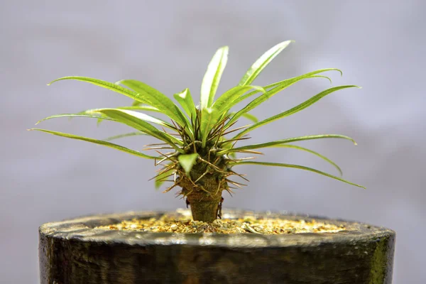 Eine Nahaufnahme Einer Windorchideenpflanze — Stockfoto