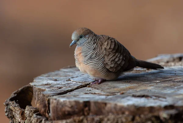 Primer Plano Pájaro Paloma Cebra Tocón Árbol — Foto de Stock