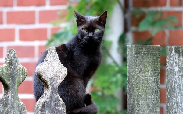 Närbild Skott Bombay Svart Katt Med Gröna Ögon Sitter Ett — Stockfoto