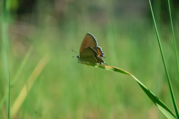 Gros Plan Papillon Assis Sur Une Herbe Sur Fond Flou — Photo