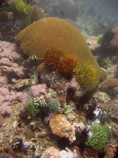 Primer Plano Vertical Coral Colores Bajo Agua —  Fotos de Stock