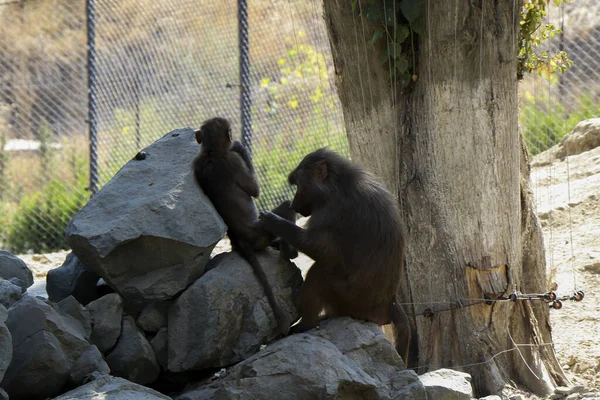Крупним Планом Мавпи Яка Піклується Про Свою Дитину Зоопарку — стокове фото