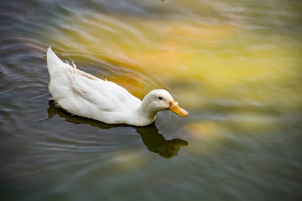 Bílá Kachna Plavající Jezeře — Stock fotografie