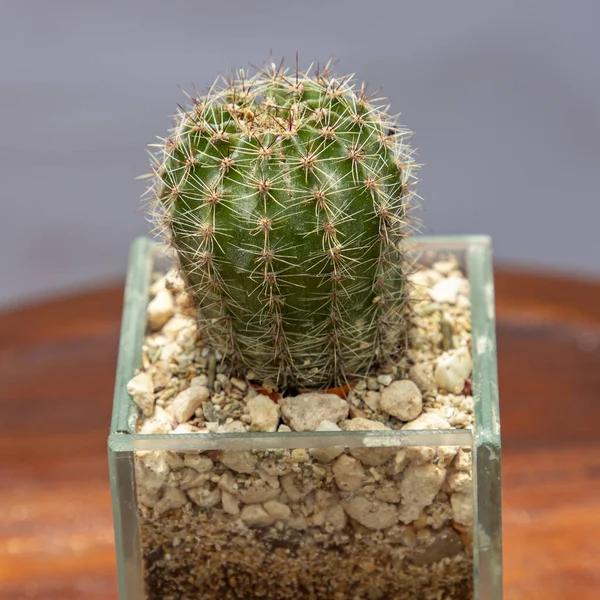 Een Cactus Een Transparante Pot Met Stenen Aarde Een Houten — Stockfoto