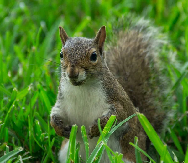 Ritratto Adorabile Scoiattolo Grigio Piedi Sull Erba Verde — Foto Stock