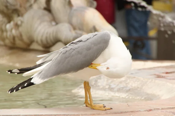 Closeup Shot Western Gull Scratching Itself Shore Water — Stock Photo, Image