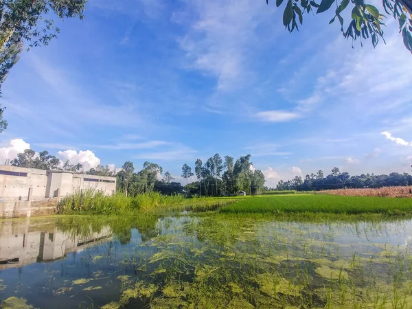 阳光普照的乡村荷花池塘风景 — 图库照片