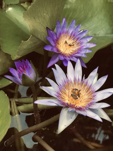 Close Abelhas Uma Bela Flor Lótus Roxo Nymphaea Nouchali Uma — Fotografia de Stock