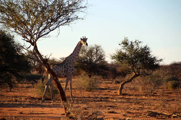 Uma Girafa Caminhando Entre Árvores Namíbia África — Fotografia de Stock