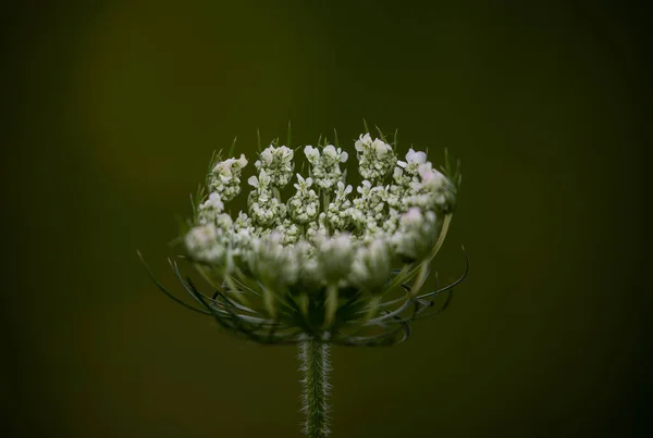 Primer Plano Una Flor Silvestre Blanca Enfoque Superficial — Foto de Stock
