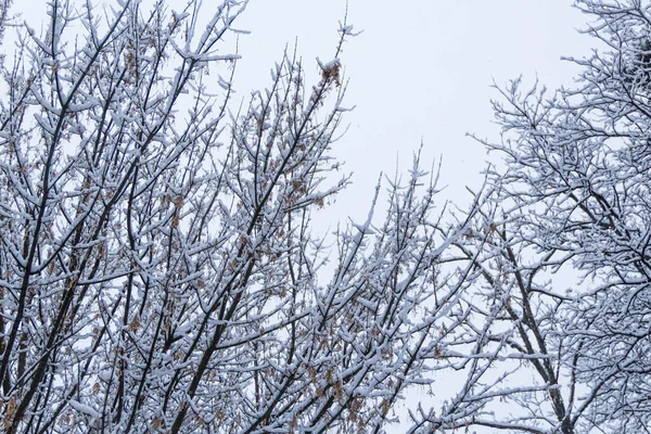 Concepto Invierno Ramas Árboles Cubiertas Nieve —  Fotos de Stock