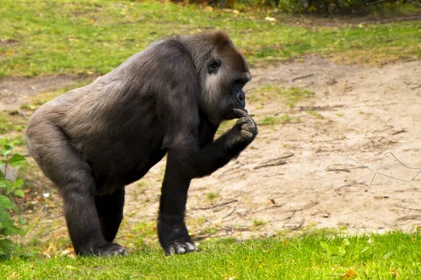 Grande Gorilla Nero Piedi Sull Erba Nel Suo Habitat — Foto Stock