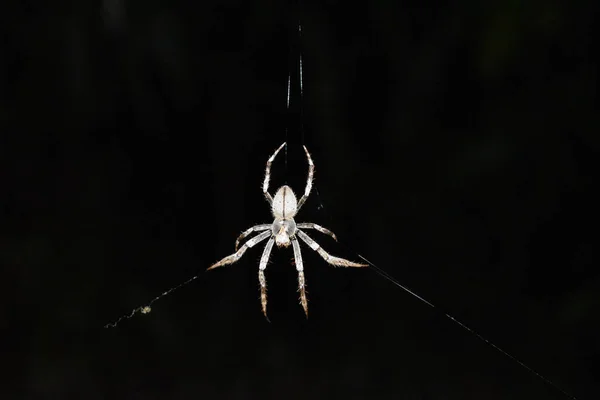 Port Stephens Australia 2017年1月15日 一只蜘蛛挂在网站上 — 图库照片