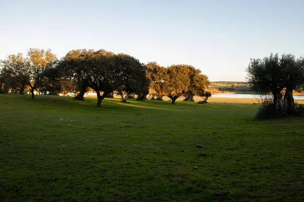 Uma Bela Vista Uma Paisagem Verde Com Árvores Pôr Sol — Fotografia de Stock