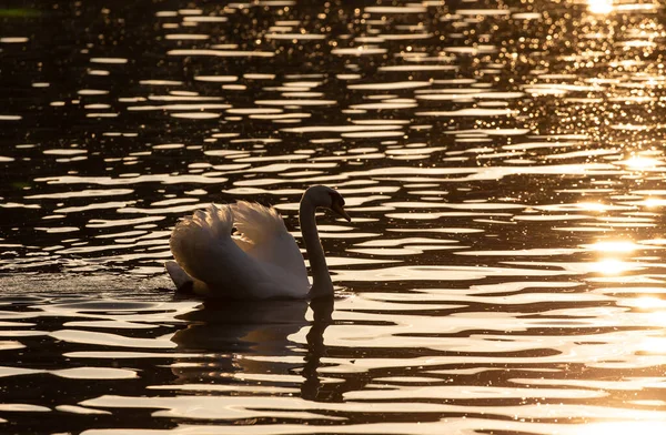 Bellissimo Scatto Cigno Che Nuota Lago Tramonto — Foto Stock