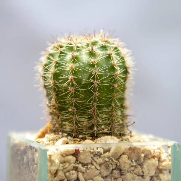 Cactus Dans Pot Transparent Avec Des Pierres Terre Sur Fond — Photo