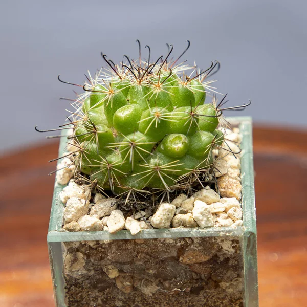 Een Cactus Een Transparante Pot Met Stenen Aarde Een Houten — Stockfoto