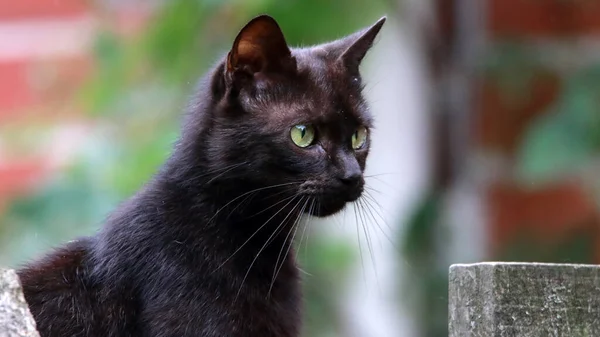 Närbild Skott Bombay Svart Katt Med Gröna Ögon Utomhus — Stockfoto