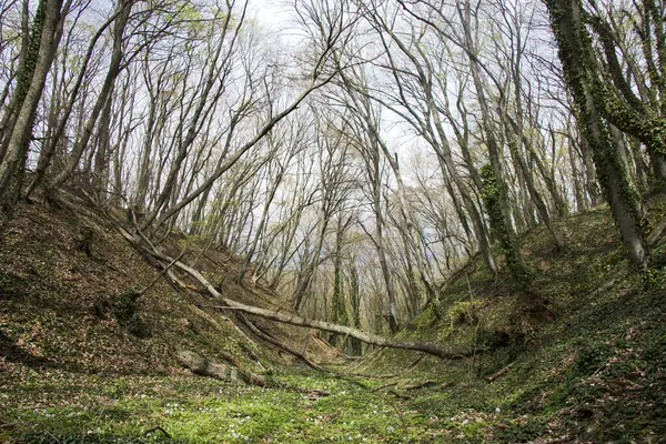 Vista Uma Floresta Densa Árvores Cobertas Com Uma Ligeira Camada — Fotografia de Stock