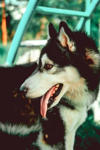 Hermosa Filipinas Jan 2018 Perro Husky Siberiano Blanco Negro Parque — Foto de Stock