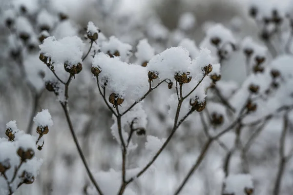 Tiro Foco Seletivo Plantas Secas Cobertas Com Neve Geada — Fotografia de Stock