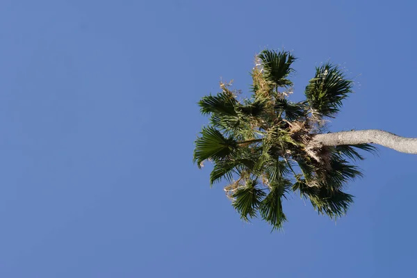 Low Angle Shot Palm Tree Sunlight Blue Sky — Stock Photo, Image