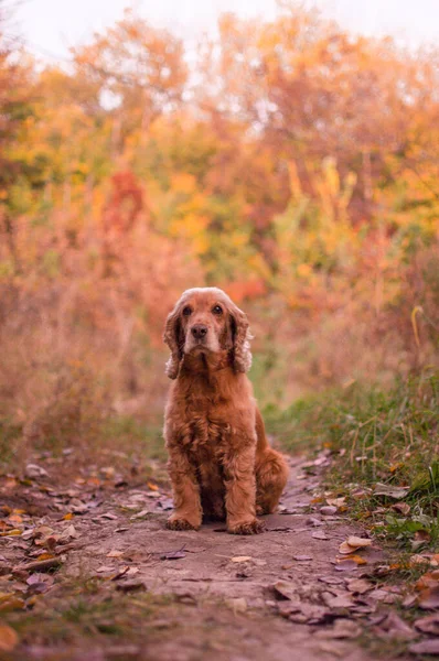 Vertikal Bild Söt Hund Höstträdgård — Stockfoto