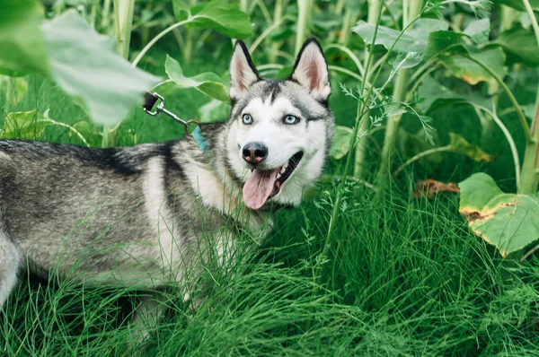 Szibériai Husky Közelkép Gallérral Fűben — Stock Fotó