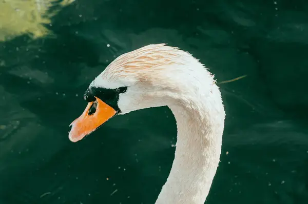 Tiro Seletivo Foco Cisne Branco Água — Fotografia de Stock