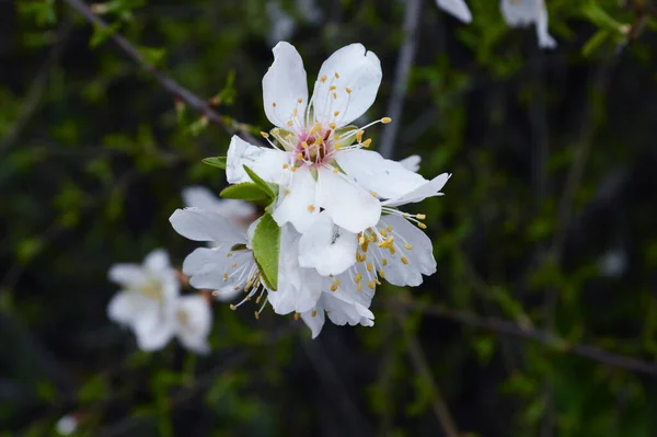 Gros Plan Fleurs Blanches Fleurs Pommier Pendant Lumière Jour — Photo