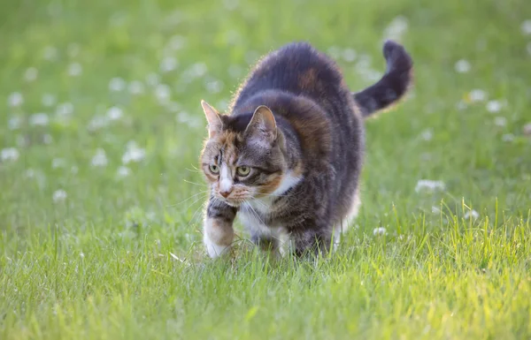Een Pluizige Gestreepte Kat Die Het Grasveld Loopt — Stockfoto