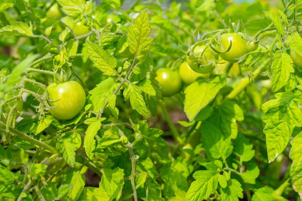 Zbliżenie Ujęcia Rosnących Pomidorów Ogrodzie Warzywnym — Zdjęcie stockowe