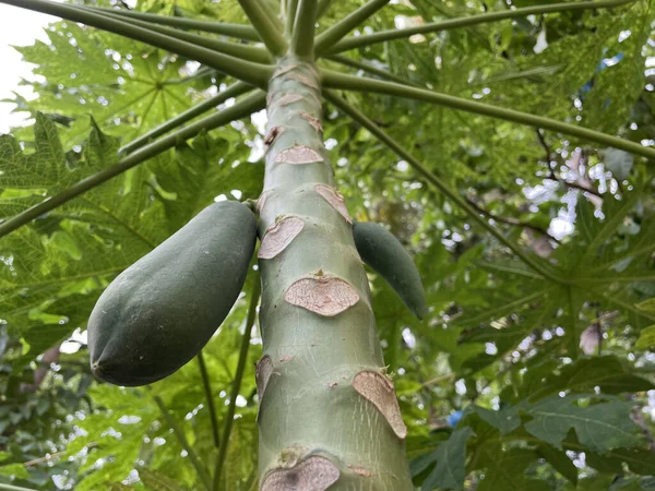 Las Papayas Maduras Árbol — Foto de Stock