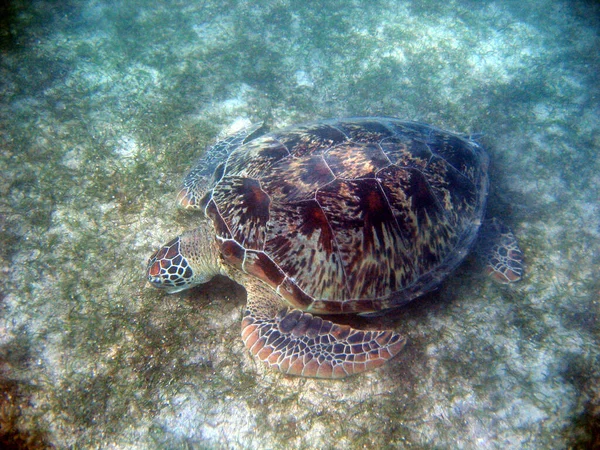 Una Hermosa Tortuga Marina Bajo Agua — Foto de Stock