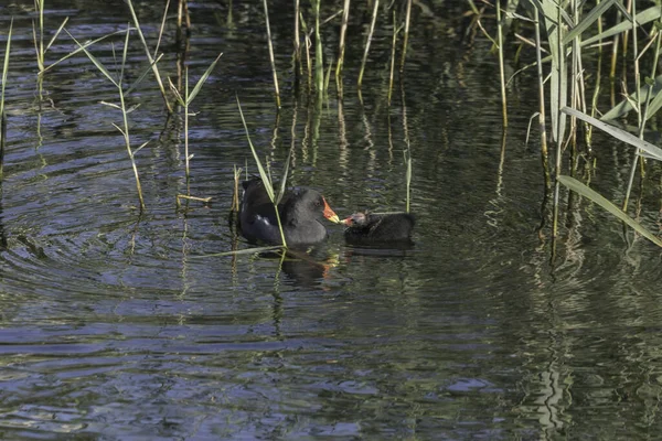 Die Moorhenne Mit Einem Küken Das Wasser Schwimmt — Stockfoto