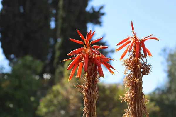 Two Plants Orange Tops Blurred Background — Stock Photo, Image