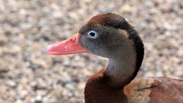 Primer Plano Una Cabeza Pato Con Pico Naranja —  Fotos de Stock