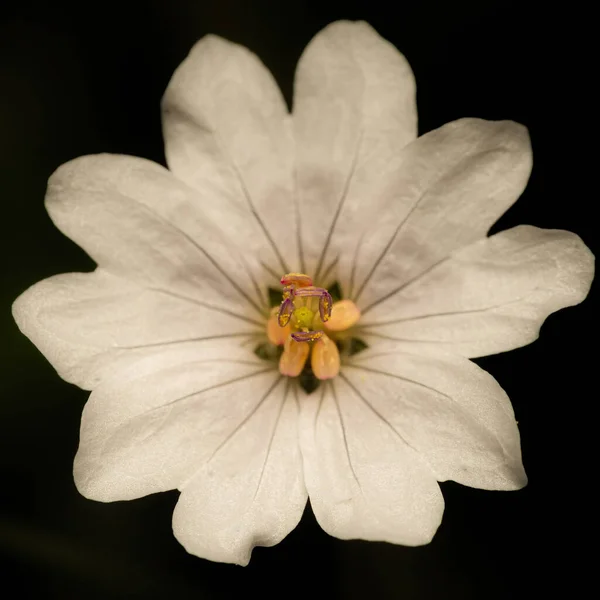 Fare Kulaklı Bir Çiçeğin Yakın Plan Fotoğrafı Siyah Arka Planda — Stok fotoğraf